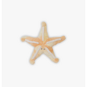 Sunny the Starfish